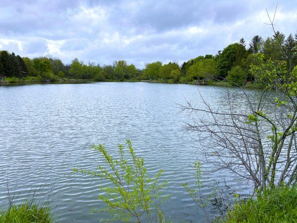 Lake with Trees